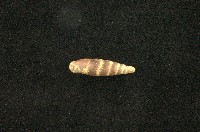 藏品(似謝氏煙管蝸牛)的圖片